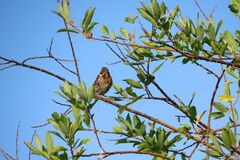 Emberiza schoeniclus