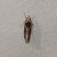 Pseudochelaria walsinghami