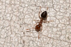 Crematogaster
