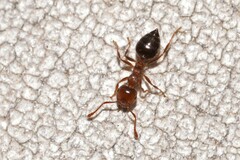 Crematogaster