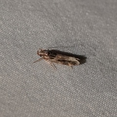 Pseudochelaria walsinghami