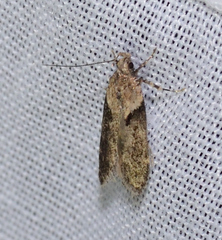 Chionodes mediofuscella