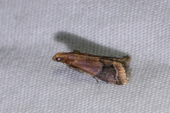 Eulogia ochrifrontella