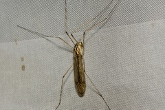 Nephrotoma