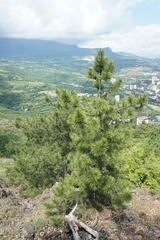 Pinus nigra pallasiana