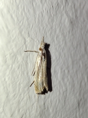 Metacrambus pallidellus