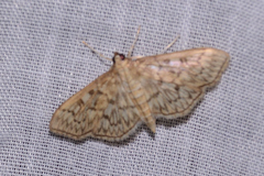 Herpetogramma pertextalis
