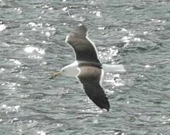 Larus fuscus
