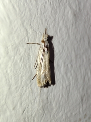 Metacrambus pallidellus