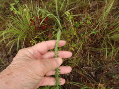 Liatris elegans elegans