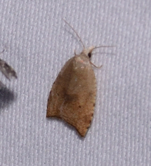 Coelostathma discopunctana