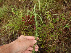 Liatris elegans elegans