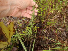 Liatris elegans elegans