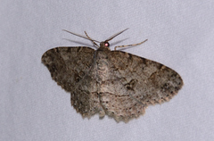 Melanolophia canadaria
