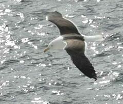 Larus fuscus