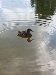 Anas platyrhynchos