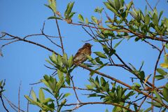 Emberiza schoeniclus