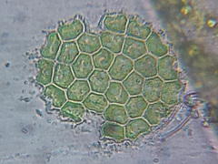 Hydrodictyaceae