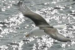 Larus fuscus