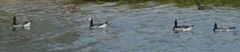 Branta leucopsis