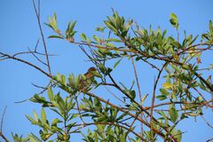 Emberiza schoeniclus