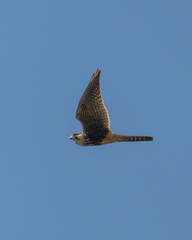 Falco femoralis