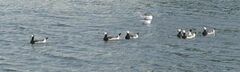 Branta leucopsis