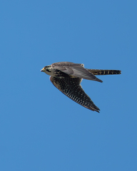Falco femoralis