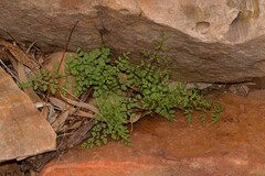 Cheilanthes adiantoides