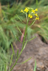 Erysimum cheiranthoides