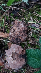 Gautieria morchelliformis
