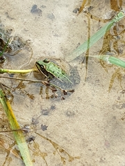 Pelophylax ridibundus