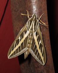Hyles lineata