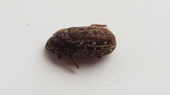 Mitophyllus