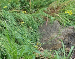Erysimum cheiranthoides