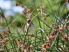 Schoenoplectus acutus