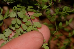 Cheilanthes adiantoides
