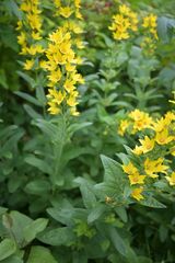 Lysimachia punctata