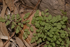 Cheilanthes adiantoides