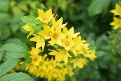 Lysimachia punctata