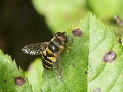 Eristalis transversa