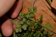 Cheilanthes adiantoides