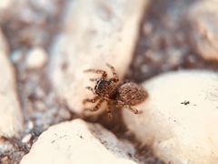 Attinella dorsata