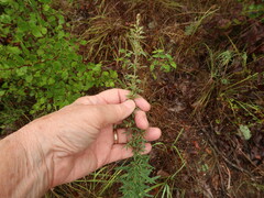 Lespedeza virginica