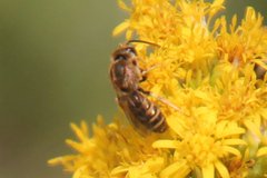 Halictus