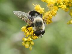 Eristalis flavipes