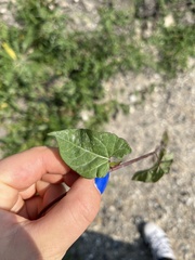 Calystegia sepium