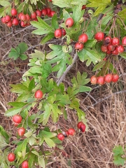 Crataegus monogyna