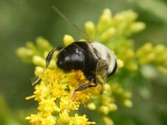 Eristalis flavipes