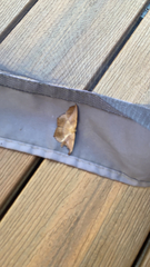 Prochoerodes lineola